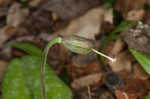 Dogtooth violet